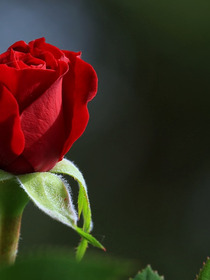 Schöne Geschenkideen zum Valentinstag