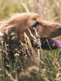 Tipps wie die richtige Fütterung deines Hundes gestaltet werden kann