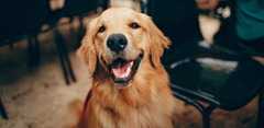 thumbnail of Welcher Hund passt am besten zu meiner Familie?