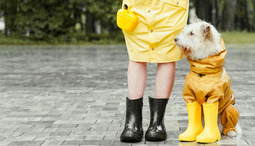 Mode trifft Funktionalität: Hundebekleidung für den Alltag