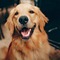 thumbnail Welcher Hund passt am besten zu meiner Familie?