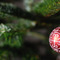 thumbnail Weihnachten ist ein Tag der Liebe und Freude