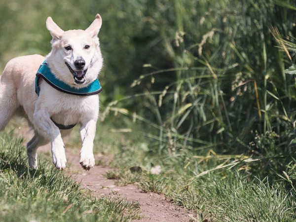 thumbnail of Wie viel sollte ein junger Hund in seinem ersten Lebensjahr fressen?